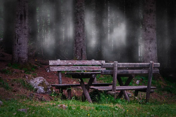 close-up of benches in front of a fir forest with fog Italy
