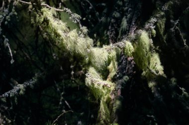 köknar ormanının içinde yeşil liken