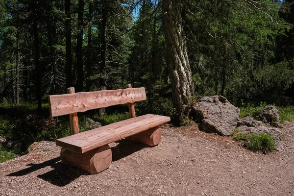 wooden bench inside a fir forest