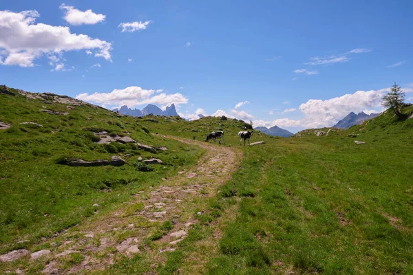 Cows Grazing Mountain Complex Lastei Lusia Trentino Dolomites — Stock Photo, Image