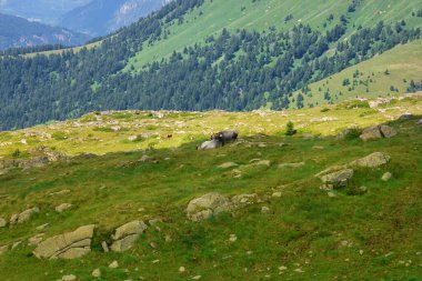 cows grazing on the green fields of the Trentino Dolomites