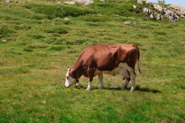 white and brown cow with a bell around its neck in the Trentino pasture