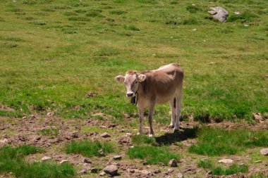 calf with bell around its neck grazing