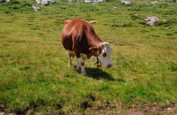 White Brown Cow Neck Trentino Pasture — Stock Fotó