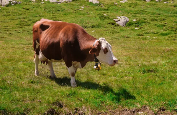 Large White Brown Neck Cow Trentino Pasture — Stock Fotó
