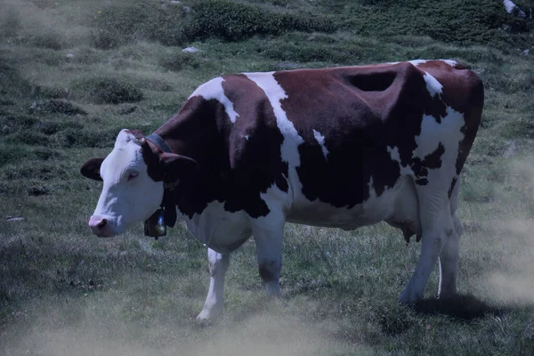 White Brown Cow Grazing Trentino Dim Light Fog — Stock Fotó