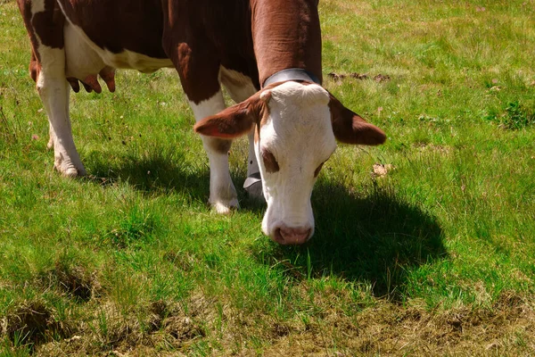 Detail White Brown Cow Grazing Trentino — Stock Fotó