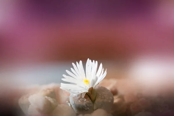 Planta Lithops Única Flor — Fotografia de Stock