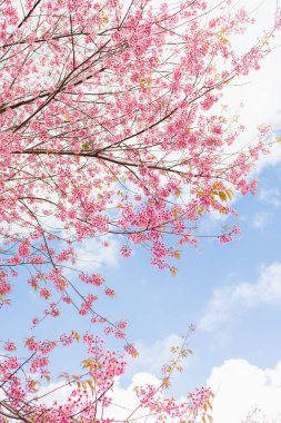 Kapalı pembe kiraz çiçeği mavi gökyüzü