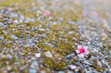 Yakın plan yere düşen kiraz çiçeği.