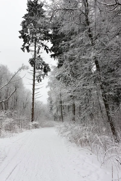 在冬季的森林路上 树枝和干草被刚刚落下来的蓬松的雪覆盖着 冬季景观 — 图库照片