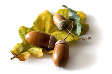 Olgun meşe palamutları sarı bir meşe yaprağının üzerinde yatar beyaza izole edilmiş, yakından. Sonbahar bileşimi.