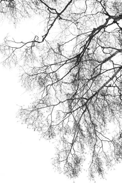 没有叶子的树干分枝 在白色的背景上被隔离 创意的结构 — 图库照片