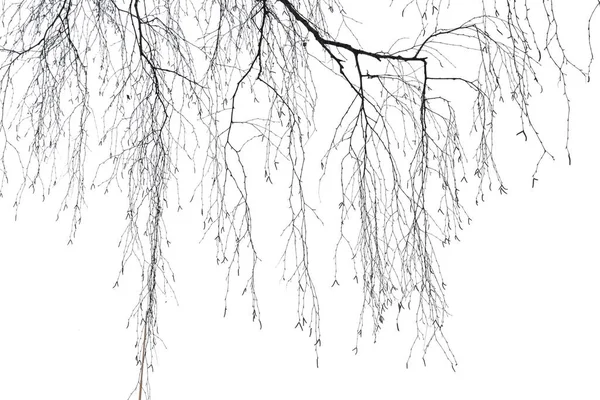 Branches Bouleau Sans Feuillage Isolées Sur Fond Blanc Texture Pour — Photo