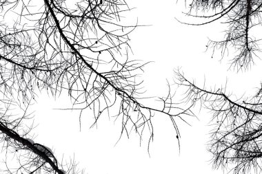 Beyaz arka planda izole edilmiş iğnesiz karaçam dalları. Yaratıcılık için doku.