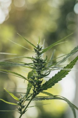 Çiçekli esrar bitkisi. Esrar yaprakları, kenevir sativa yaprakları..