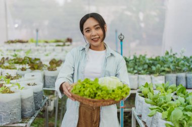 Female gardener harvested fresh vegetables in farm. Asian farmer in vegetable organic farm. Hydroponics organic farm concept.