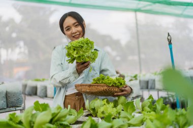 Female gardener harvested fresh vegetables in farm. Asian farmer in vegetable organic farm. Hydroponics organic farm concept.