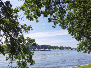 Krestovsky Adası açıklarında duran yatların manzarası güneşli bir yaz gününde bulutlu mavi gökyüzünün arka planında bir meşe ağacının dalları ve yaprakları arasında.