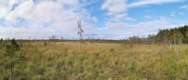 Sestroretsk bataklık ekotrosunun manzarası, kuru çimenler ve bataklıkta büyüyen alçak ağaçlar. Bataklığın etrafında bir orman var. Sıcak, güneşli bir sonbahar gününde güzel bulutlu mavi bir gökyüzünün arka planında.