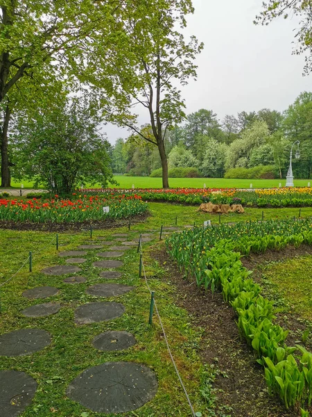 Grands Parterres Fleurs Avec Des Tulipes Rouges Autres Entre Eux — Photo