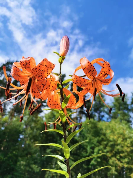 Lilium Lancifolium Thunb Lilium Tigrinum Ker Gawl 빗방울 하늘에서 — 스톡 사진