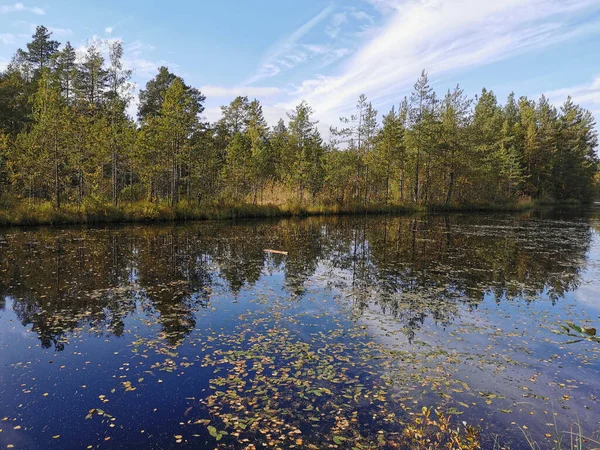 Sestroretsk 'teki orman gölü. Düşen yaprakların süzüldüğü, ağaçların olduğu ve bulutlarla kaplı gökyüzünün güneşli bir sonbahar gününe yansıdığı bataklık ekotropu..