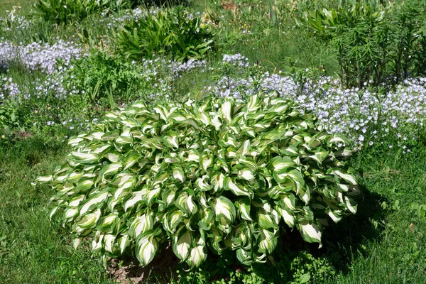 Yuvarlak bir çiçek tarlası beyaz-yeşil bir Hosta ile, etrafında nemophila çiçek açar..