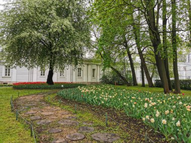 Aralarında kırmızı ve diğer lalelerin bulunduğu büyük çiçek yatakları, bir bahar günü ağaçların arasında ağaç kesiklerinin oluşturduğu bir patika. St. Petersburg 'daki Elagin Adası' ndaki lale festivali..