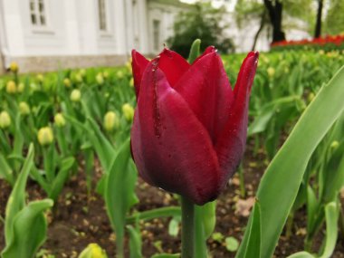 Yeşil yapraklardan oluşan bir yatakta yaprağın dış tarafında siyah çizgiler olan kırmızı bir lale. St. Petersburg 'daki Elagin Adası' ndaki lale festivali..