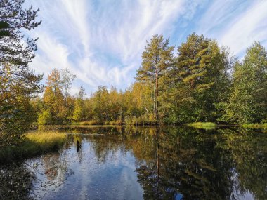 Çevre yolunda orman gölü bataklık Sestroretskoe, sonbahar ağaçlarını yansıtan su ve Cirrus bulutlarıyla mavi gökyüzü..