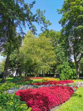 Parkta koleüslü çiçek yatakları, ev sahibi ve güneşli bir yaz gününde gümüş yapraklı bitkiler..