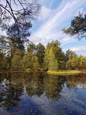 Sestroretsk bataklık ekotrosundaki orman gölü, düşen yaprakların yüzdüğü sularda, sonbahar ağaçları ve tüylü bulutlu mavi gökyüzü yansıtılır..