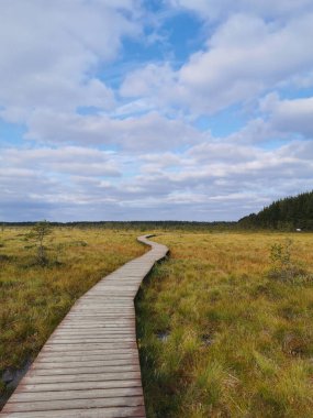 Tahta döşeme - Sestroretsk bataklık ekotrosunun bir bölümü, doğrudan bataklığın üzerinden geçiyor, uzaklığa doğru gidiyor. Sıcak, güneşli bir sonbahar gününde güzel bulutlu mavi bir gökyüzünün arka planında.