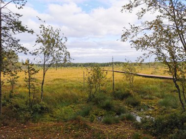 Ormandan, Sestroretsk bataklığının ahşap bir güvertesindeki insan olmadan bataklığın üzerinden geçen ekotrop görüntüsü. Sıcak, güneşli bir sonbahar gününde güzel bulutlu mavi bir gökyüzünün arka planında.