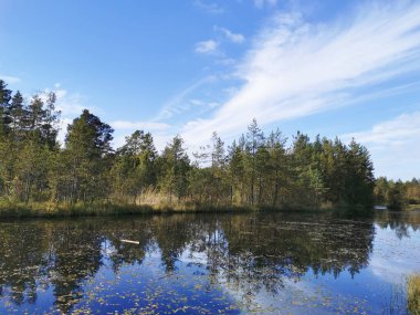 Sestroretsk 'teki orman gölü. Düşen yaprakların süzüldüğü, ağaçların olduğu ve bulutlarla kaplı gökyüzünün güneşli bir sonbahar gününe yansıdığı bataklık ekotropu..