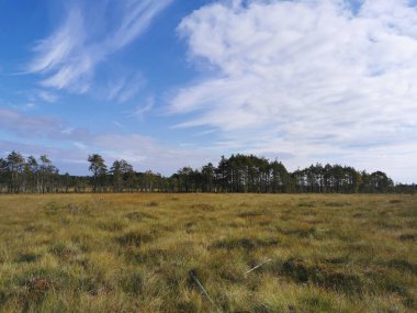 Sestroretsk bataklık ekotrosundan, kuru çimenlerin ve bataklıkta büyüyen alçak ağaçların manzarası. Bataklığın etrafında bir orman var. Sıcak, güneşli bir sonbahar gününde güzel bulutlu mavi bir gökyüzünün arka planında.