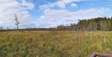 Sestroretsk bataklık ekotrosunun manzarası, kuru çimenler ve bataklıkta büyüyen alçak ağaçlar. Bataklığın etrafında bir orman var. Sıcak, güneşli bir sonbahar gününde güzel bulutlu mavi bir gökyüzünün arka planında.