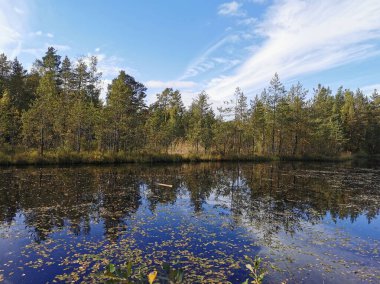 Sestroretsk 'teki orman gölü. Düşen yaprakların süzüldüğü, ağaçların olduğu ve bulutlarla kaplı gökyüzünün güneşli bir sonbahar gününe yansıdığı bataklık ekotropu..
