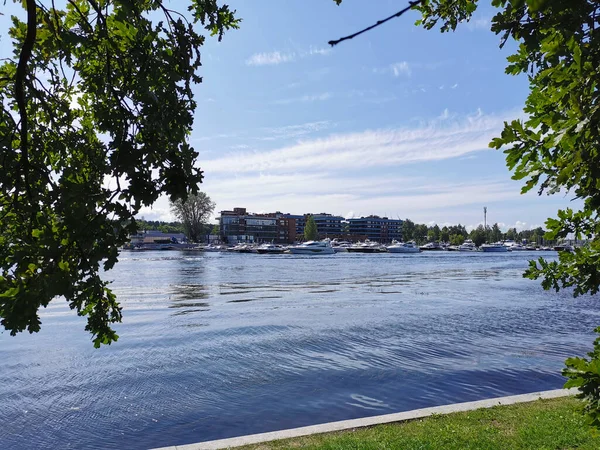 Krestovsky Adası açıklarında duran yatların manzarası güneşli bir yaz gününde bulutlu mavi gökyüzünün arka planında bir meşe ağacının dalları ve yaprakları arasında.