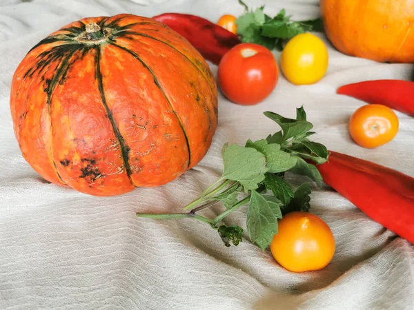 Dos Calabazas Anaranjadas Una Con Rayas Verdes Tomates Anaranjados Amarillos —  Fotos de Stock