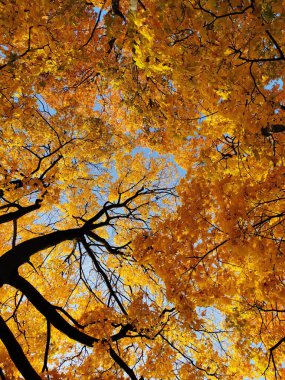 Turuncu, parlak, sonbahar yapraklı akçaağaçların taçları St. Petersburg Elagin Adası 'ndaki parkta mavi gökyüzüne karşı. Alt görünüm.