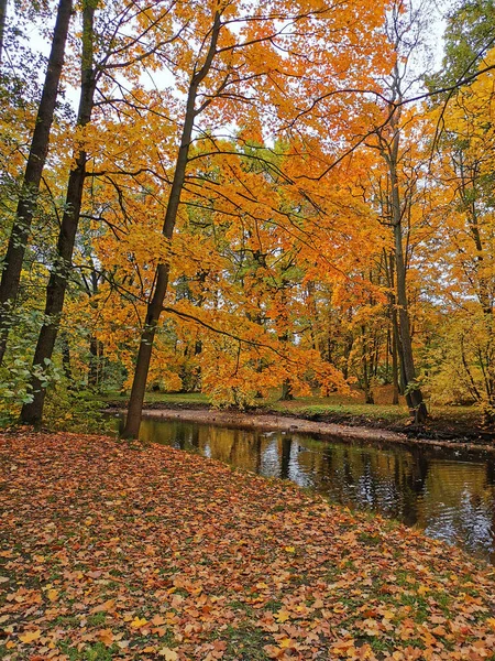 Maples Com Folhas Amareladas Que Crescem Costa Lagoa Refletido Suas — Fotografia de Stock