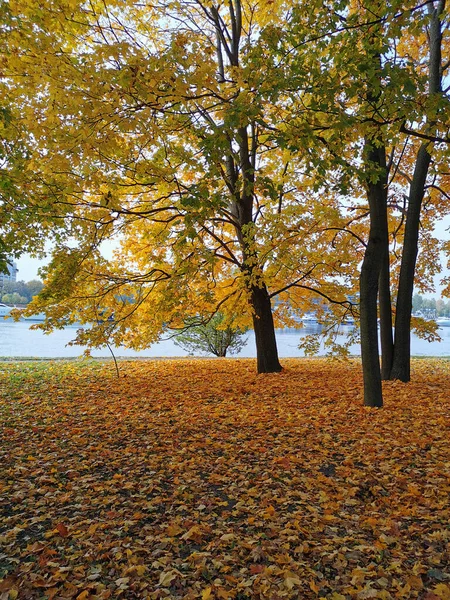 Ahorn Wächst Ufer Der Elagin Insel Petersburg Mit Leuchtenden Herbstblättern — Stockfoto