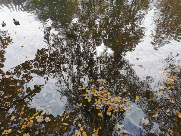 Wasser Des Teiches Park Auf Der Insel Elagin Spiegeln Sich — Stockfoto