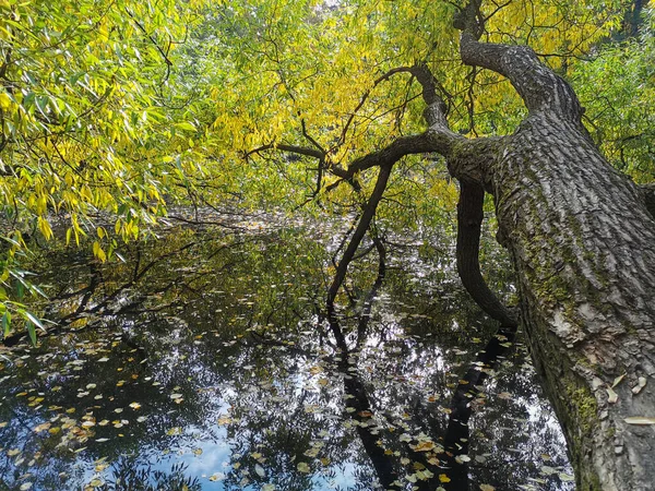 Eine Weide Mit Leuchtenden Herbstblättern Wächst Über Einem Teich Dem — Stockfoto