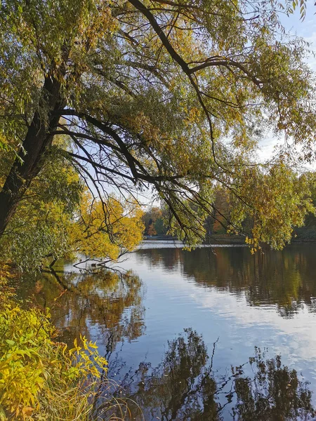 在一个温暖的秋日 在Elagin岛上的一个公园里 柳树和明媚的秋叶生长在一个反映着树木和天空的池塘里 — 图库照片