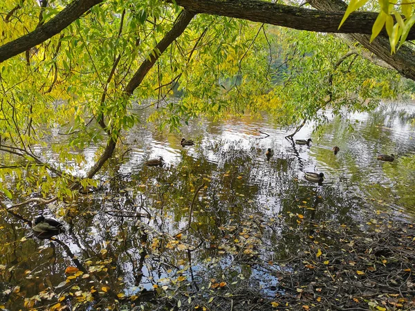 Enten Schwimmen Einem Teich Mit Abgefallenen Blättern Park Auf Der — Stockfoto