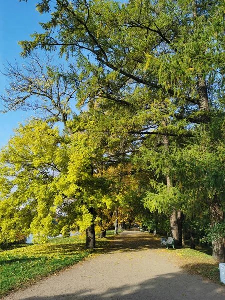 Eine Straße Einem Herbstlichen Park Mit Bänken Ohne Menschen Zwischen — Stockfoto