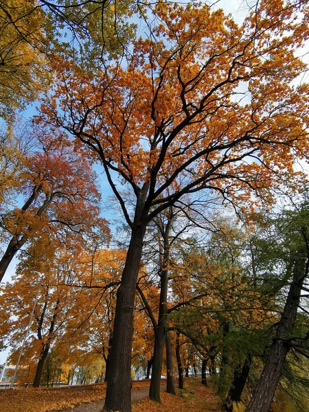Eine Mit Umgestürzten Blättern Übersäte Straße Führt Zwischen Bäumen Einem — Stockfoto